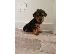 PoulaTo: Yorkshire terrier puppy